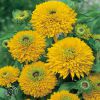 Rudbeckia Hirta Maya